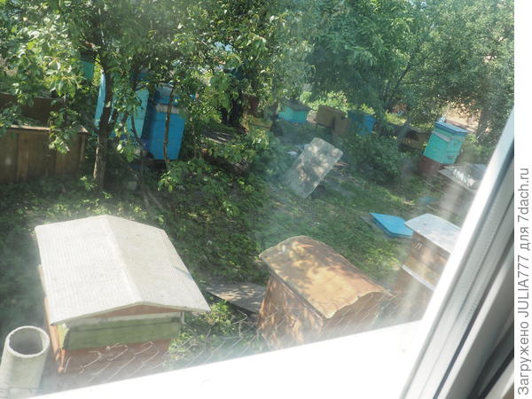 Вот моё окно.Да же сетку иногда пчёлы пытаются пробить(прогрызть),когда злятся