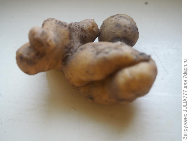 Почти что корень имбиря...