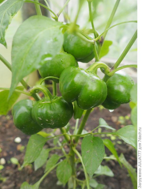 Пока зелёные.