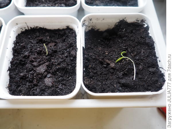 Пострадавшие томаты