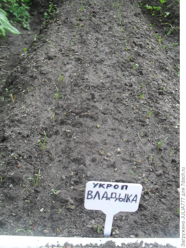 Всходы.