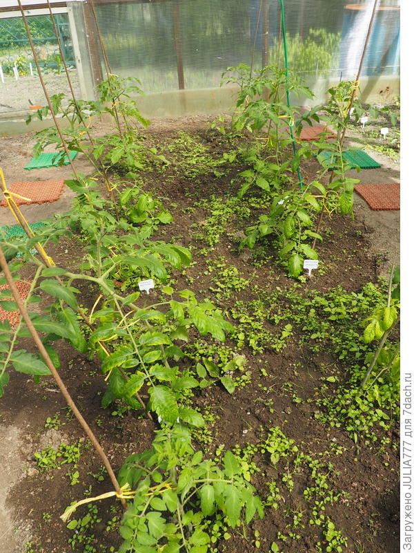 Окрепла.Зеленеет.