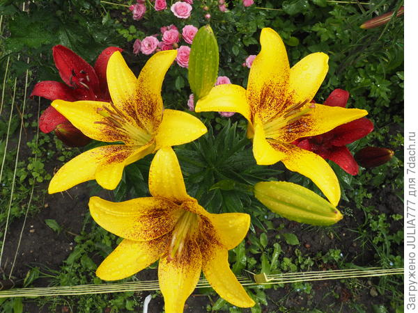 Вот такие новиночки сегодня радуют глаз прямо под окошком...