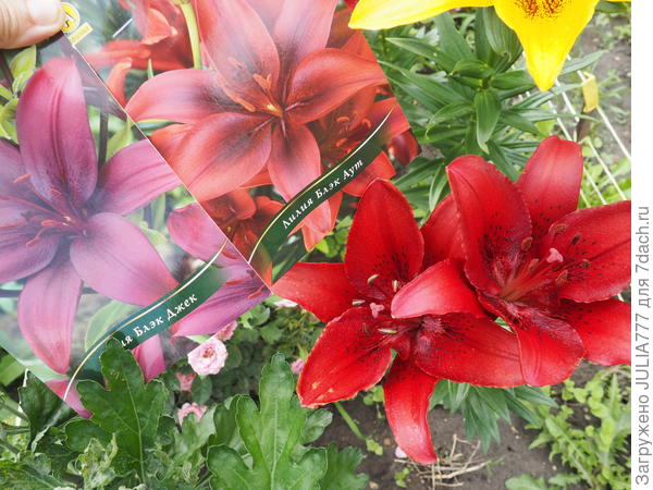 Блэк Джек.Есть отличия в цвете?Вроде немного разные...