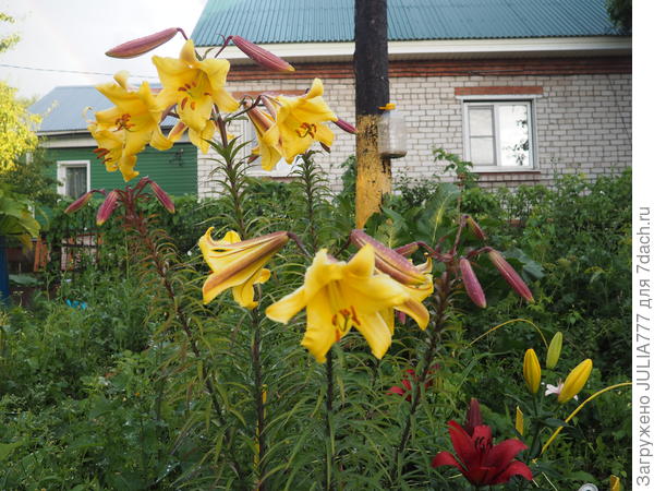 Пока только расцветают жёлтые гиганты.