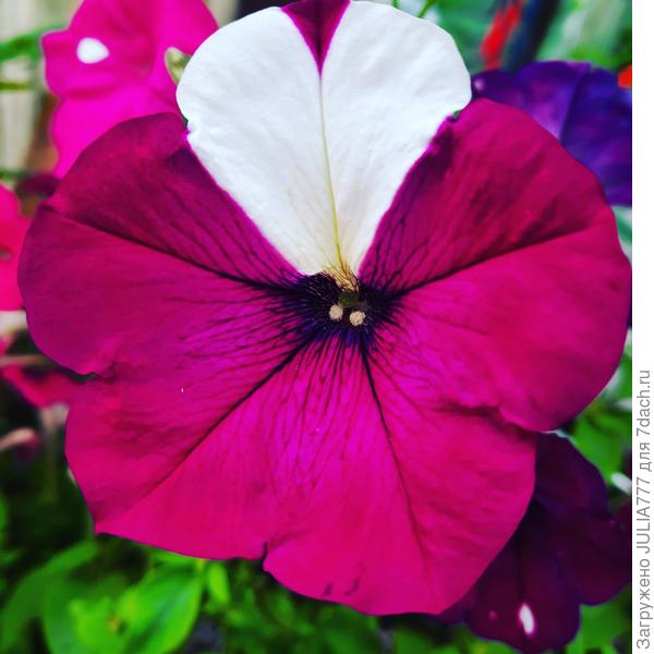 А Весёлый художник мне да же подарил(нарисовал)-сердечко