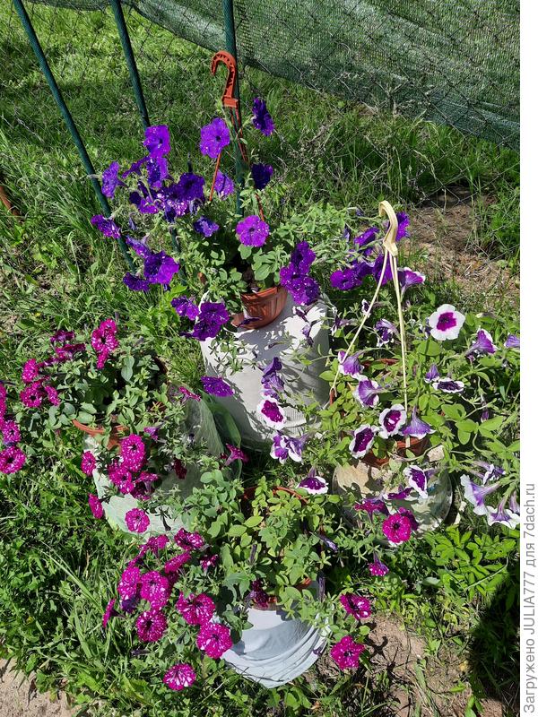 И на улице и в теплице