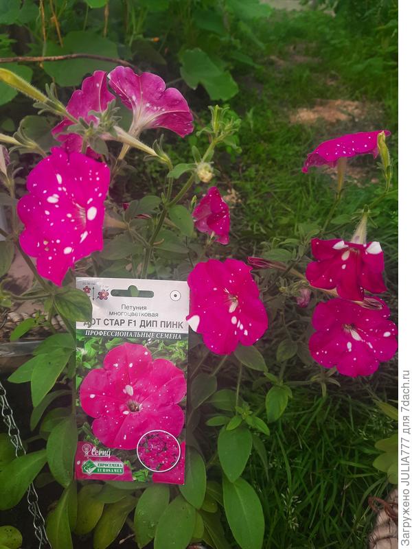 Моя прелесть