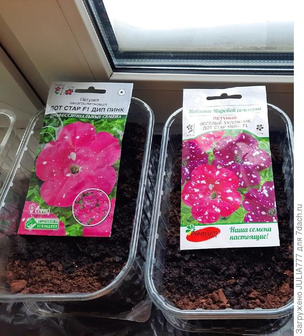 Сеяла в феврале