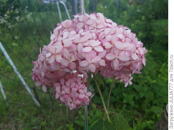 Прелесть