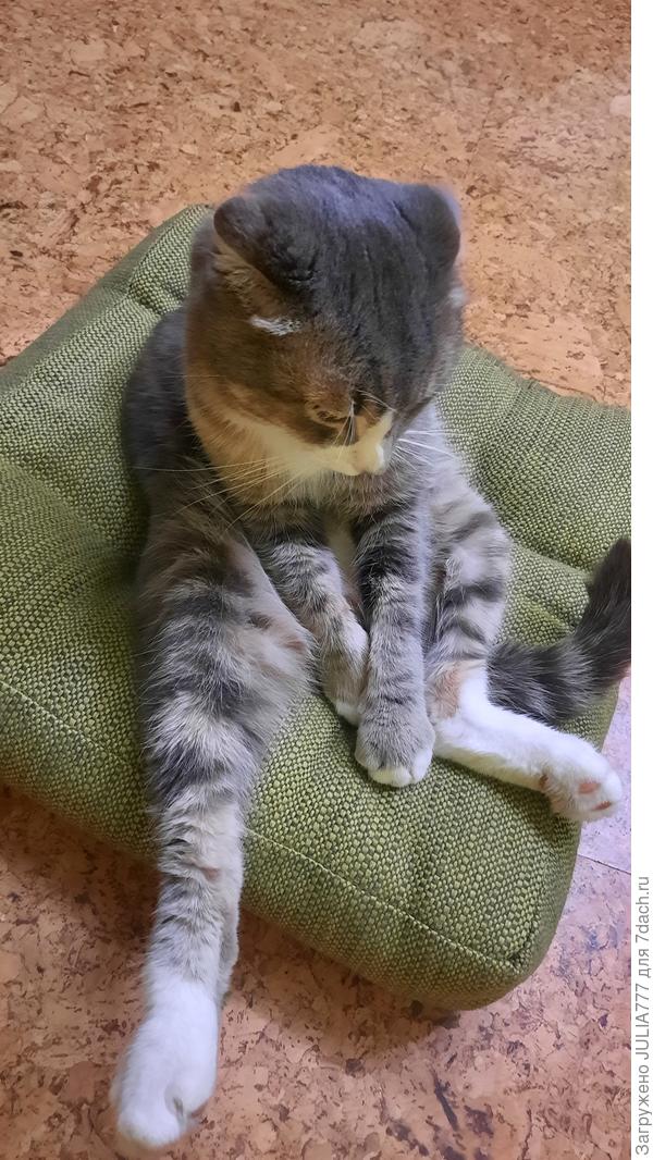 Маркизик в марте...