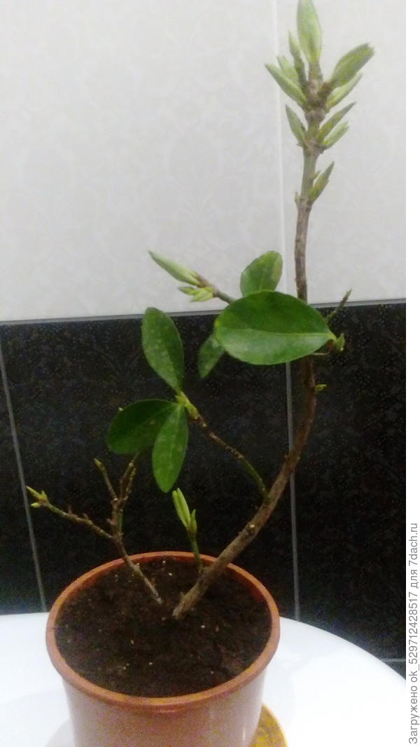 Несколько лет назад у меня появилось вот такое растение,а как звать не знаю.Подскажите пожалуйста название.