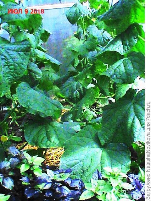 это общий вид