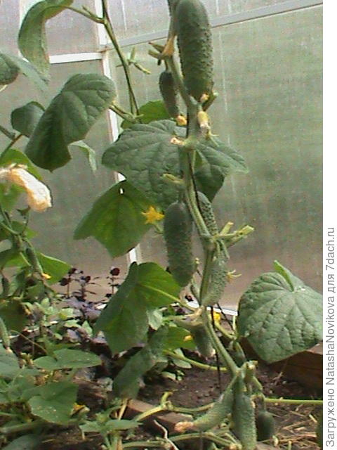 вчера после стрижки