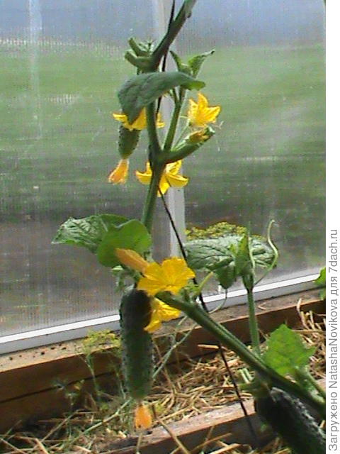 и слава Богам вырастем