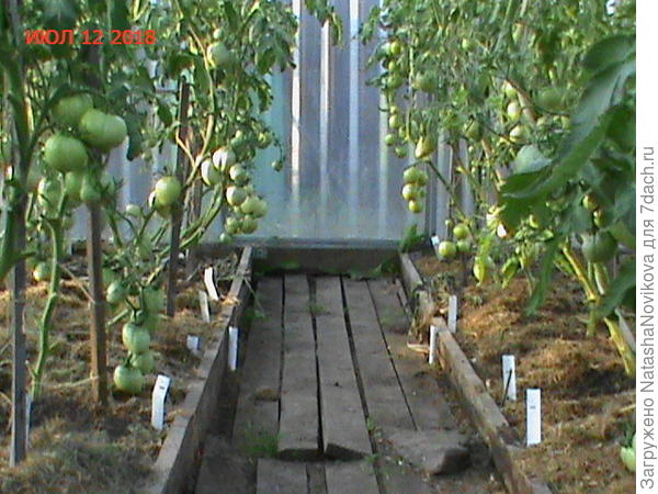 недозрелые томаты