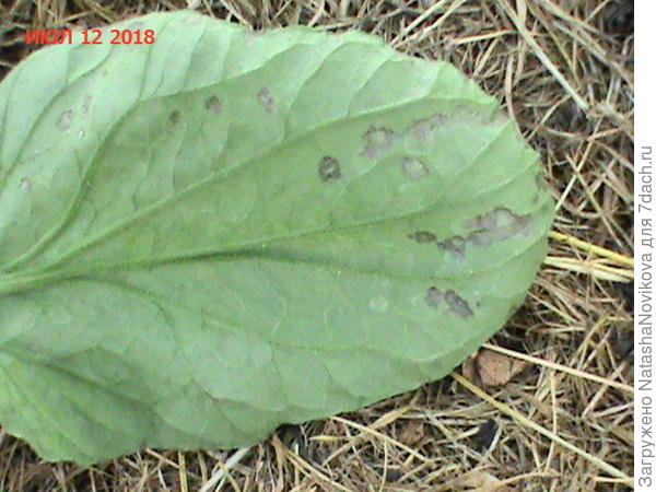 болеют листочки