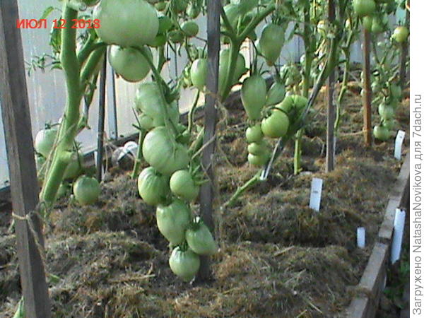 теплица с томатами