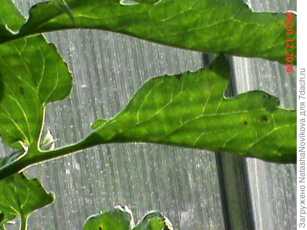 больные листья томатов