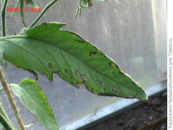 больной лист и таких много было