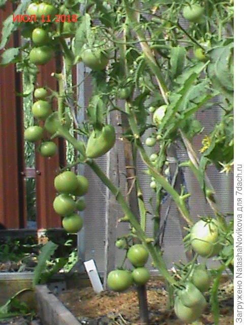 недоросшие и недоспелые томаты ну не срезать же их