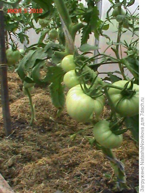 &amp;quot;Малиновый зайка&amp;quot;