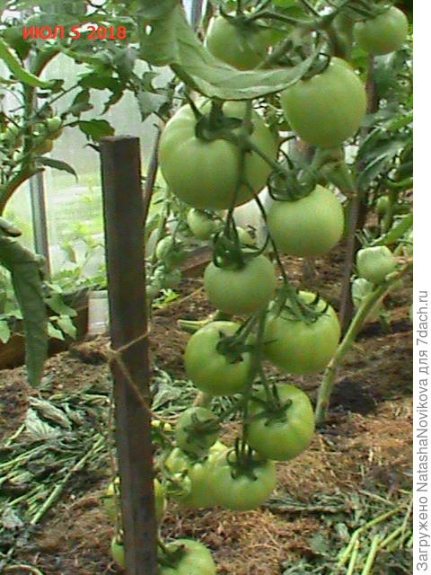 &amp;quot;Малиновое эскимо&amp;quot; - новичок для меня