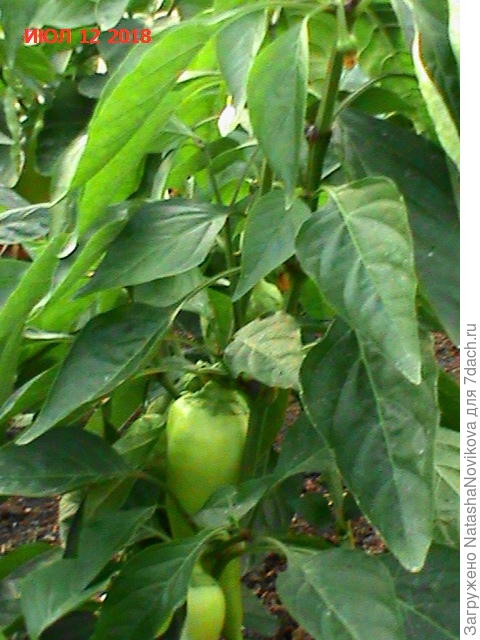 пока всё опрыскала фитоспорном