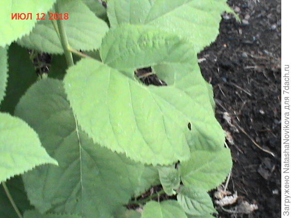 даже на Анабель прицепилась какая то зараза((