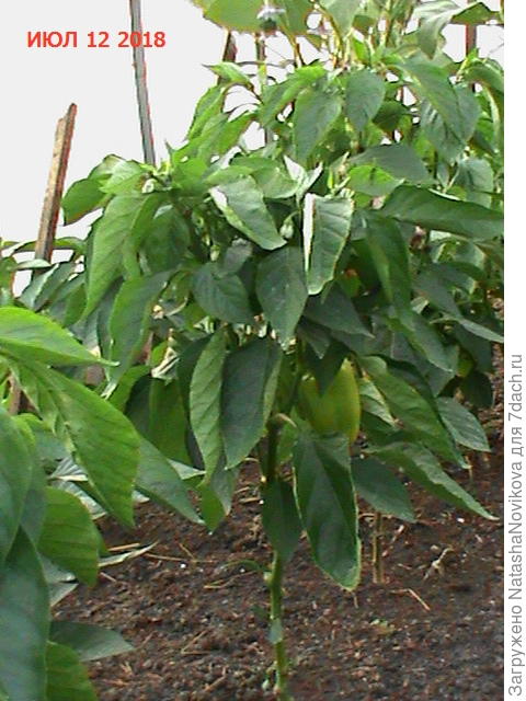 вредителей не нахожу, в огород захожу только с лупой