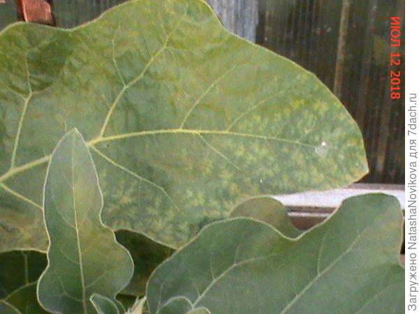 всё просмотрела, никого не нашла, обработала Фитовермом, пораженные срезала