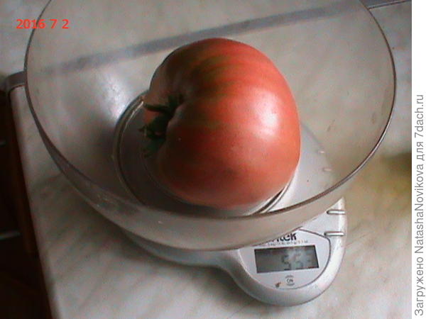 прошлогодний пудовик, вкусняшка Наталья я попозже схожу в теплицу перепишу сорта, а по поводу укрывного под крышей - все года делала, нынче не стала, солнца было мало, да и помидорки у меня в теплице сухонькие, на них не конденсата, а вот на огурцах есть, попробую снять укрывной над огурчиками.