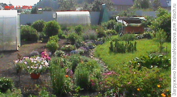 вон там около качели растёт эта калина и под ней живёт роджерсия