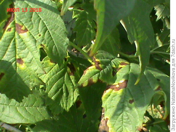 второй год она мне голову сносит(( не могу вылечить, и растёт она как раз напротив теплицы, метрах в 20