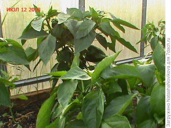 на перцах стали скручиваться листочки