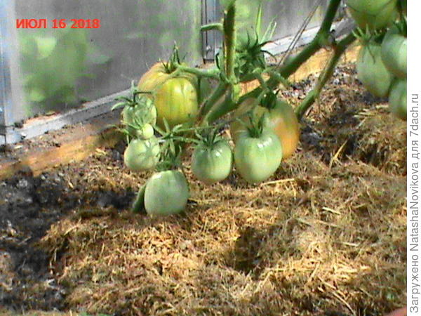 конечно изобилия, как прошлы годы не будет, но будем лечиться до последнего, всем спасибо за обсуждение.