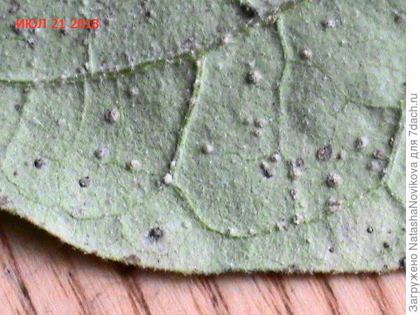 я уже 11 лет не дачница, каждый выход в огород только с лупой