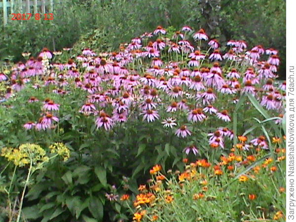 мои красотки-спасительницы, завариваю и пью, семь лет спасают))