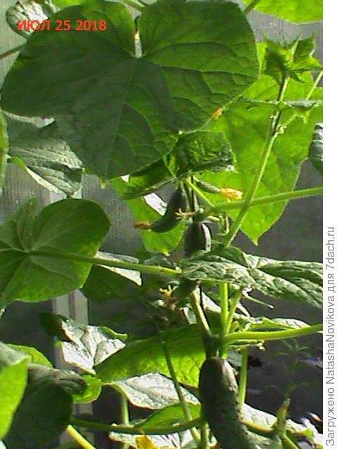 врагов не замечено, это было утром в 8часов, пошла дальше по огородным делам