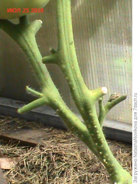 на одном кусте обнаружилось вот это, что это?