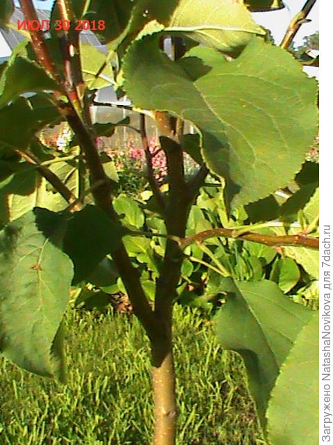 то есть два стволика раздвоились ещё на два