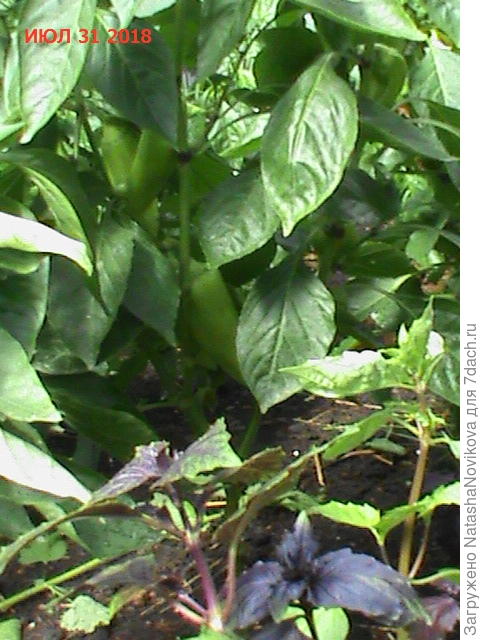 может дуги поставлю под укрывной