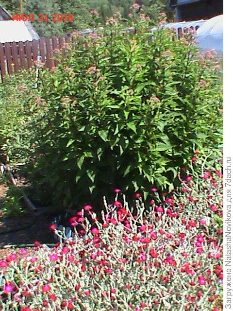 распушился