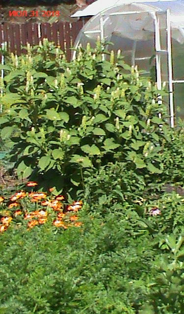 а это от семячек сегодня, как специально сфотала))