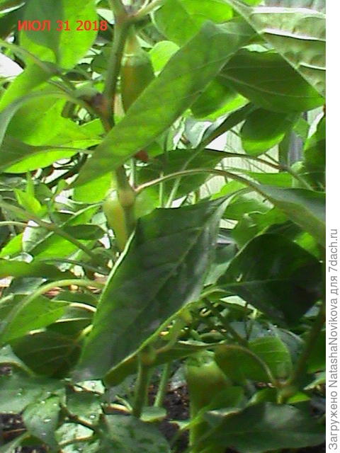 а может вырастут