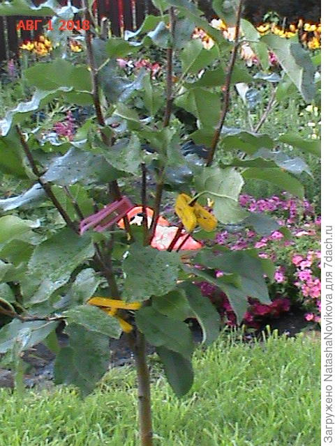 её то же подрезать?