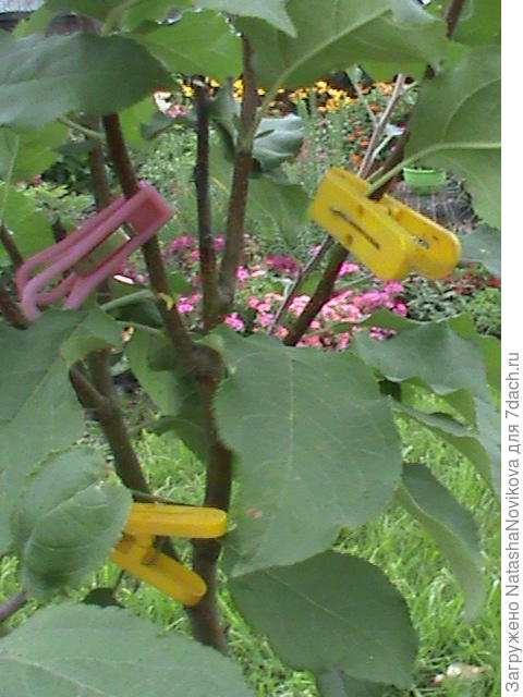 вот под желтыми прищепками будут ,или должны быть сформированы скелетные ветки, а что делать с веткой, на которой красная прищепка?