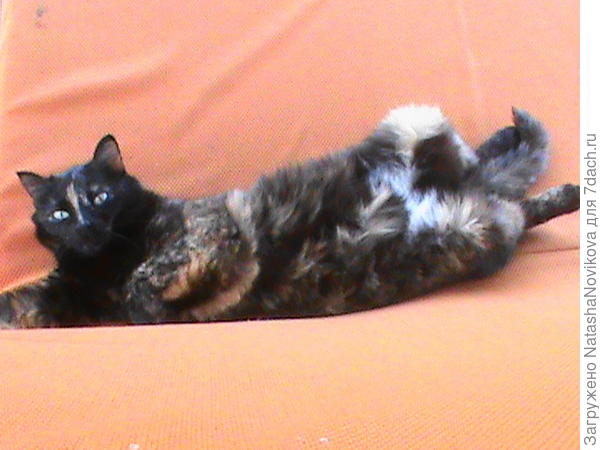 а это кошка мама, её 8 лет, так вот они теперь вдвоём третируют эту пришлую молоденькую, кем то брошенную кошечку(( как можно их примирить? знаю, что почти невозможно, но может быть какая то народная хитрость есть.