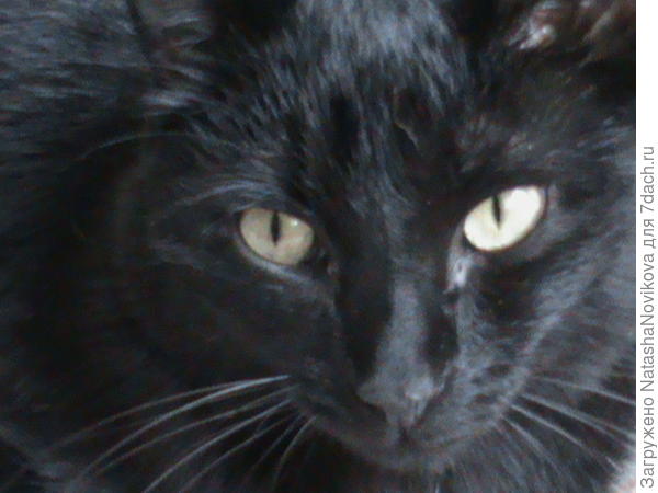 это детёныш кошки, ему теперь 7 лет