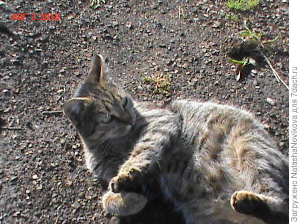 бездомная кошечка